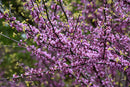 Eastern Redbud - Cercis canadensis - Ball & Burlap Tree 2.5" Caliper