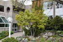 Coral Bark Japanese Maple - Acer palmatum 'Sango Kaku' - 5'-6' Foot Ball & Burlap Tree