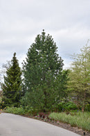Vanderwolf's Pyramid Pine - Pinus flexilis 'Vanderwolf's Pyramid' - 72 Inch Ball & Burlap Tree
