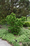 Mikawa Yatsubusa Japanese Maple - Acer palmatum - 24-30" Ball & Burlap Tree