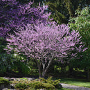 Eastern Redbud - Cercis canadensis - Ball & Burlap Tree 2.5" Caliper