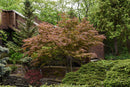 Johin Full Moon Japanese Maple - Acer shirasawanum - 24-30" Ball & Burlap Tree