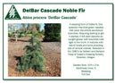 DelBar Cascade Noble Fir - Abies procera - 6