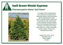 Iseli Green Hinoki Cypress - Chamaecyparis obtusa - 4-5 Foot Ball & Burlap Evergreen Tree