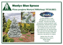 Monty® Blue Spruce - Picea pungens 'IMNoHoop' - 6 Gallon Potted Tree