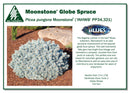 Moonstone® Globe Spruce - Picea pungens - 10 Gallon Potted Shrub