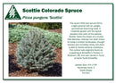 Scottie Blue Spruce - Picea pungens - 6 Gallon Potted Shrub