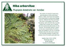 Hiba Arborvitae - Thujopsis dolabrata var hondae - 6 Gallon Potted Tree