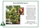 Mac's Golden White Spruce - Picea glauca - 6 Gallon Potted Evergreen Shrub