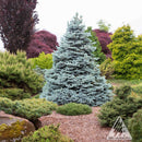 Monty® Blue Spruce - Picea pungens 'IMNoHoop' - 6 Gallon Potted Tree