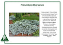 Procumbens Blue Spruce - Picea pungens - 6 Gallon Potted Shrub