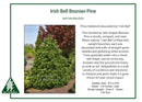 Irish Bell Bosnian Pine - Pinus heldreichii - 20 Gallon Potted Tree