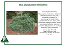 Blue Shag White Pine - Pinus strobus - 3 Gallon Potted Shrub