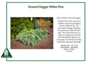 Ground Hugger White Pine - Pinus strobus - 6 Gallon Potted Shrub