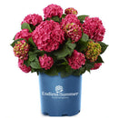 Hydrangea, Endless Summer - Summer Crush Big Leaf Flowering Shrub, 2 Gallon Container