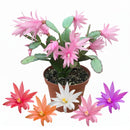 Spring Cactus (Rhipsalidopsis gaertneri), 4" Potted Plant