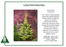 Lucky Find Arborvitae - Thuja plicata - 3 Gallon Potted Tree