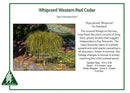 Whipcord Arborvitae - Thuja plicata - 2 Gallon Potted Evergreen Shrub