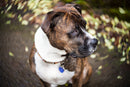 Lensbaby Twist 60 Optic for Canon EF
