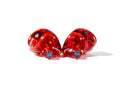 Apos x Community Rock Lobster IEMs