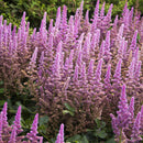 Astilbe Chinensis, Vision In Pink False Spirea, 1 Gallon Container