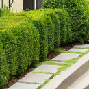 Green Mountain Boxwood (Assorted Column or Pyramid Shape) - Buxus - 3 Gallon Potted Evergreen Shrub