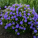 Campanula Carpatica, Rapido Blue Bellflower, 1 Gallon Container