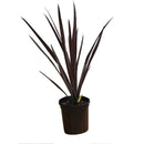 Cordyline Red Sensation, Live Plant 6 in. Pot