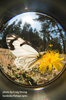 Lensbaby Fisheye Optic