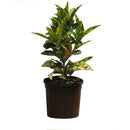 Croton Gold King, Live Plant 6 in. Pot