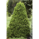 Arborvitae, Emerald Green, B&B 3-4 Ft.