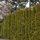 Arborvitae, Emerald Green, B&B 4-5 Ft.
