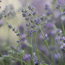 Lavender Waterless Diffuser Scent - 30ml