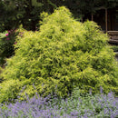 Golden Mop False Cypress - Chamaecyparis pisifera - 2 Gallon Potted Evergreen Shrub