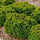 Green Velvet Boxwood - Buxus sp. - 3 Gallon Potted Shrub
