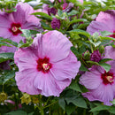 Lilac Crush Hibiscus, 3 Gallon