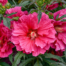 Watermelon Ruffles Hibiscus, 3 Gallon
