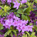 Karen Azalea - Rhododendron - 3 Gallon Potted Flowering Shrub