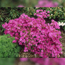 Karen Azalea - Rhododendron - 3 Gallon Potted Flowering Shrub