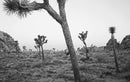Eastman Kodak Ektapan 400 Black & White Negative Film (35mm Roll, 36 Exposures)
