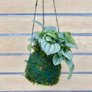 Kokedama Workshop - Frankfort, IL