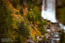 Lensbaby Edge 80 Optic