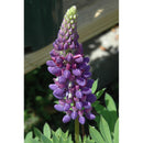 Lupine, Little Ones Starter Perennial