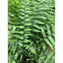 Macho Fern, Live Plant 10 in. Pot