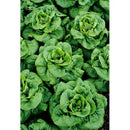 Southern States Seed Division Buttercrunch Lettuce 1/2 oz