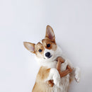 Benebone Bacon Wishbone