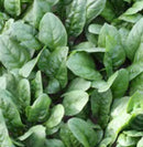 SS SPINACH APACHE