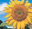 SUNFLOWER LARGE GREY STRIPE