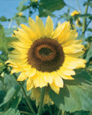 SUNFLOWER LEMON QUEEN