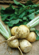 TURNIP AMBER GLOBE